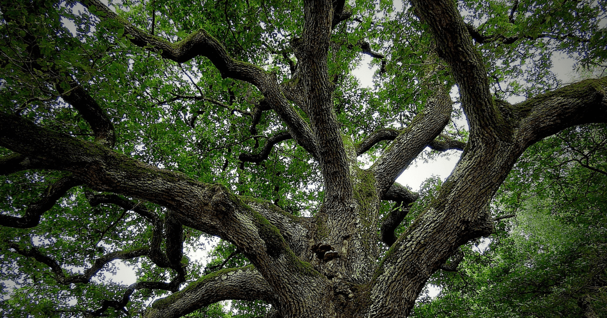 Featured Image for Eight Common Oak Trees Important for Deer Survival and Hunter Success